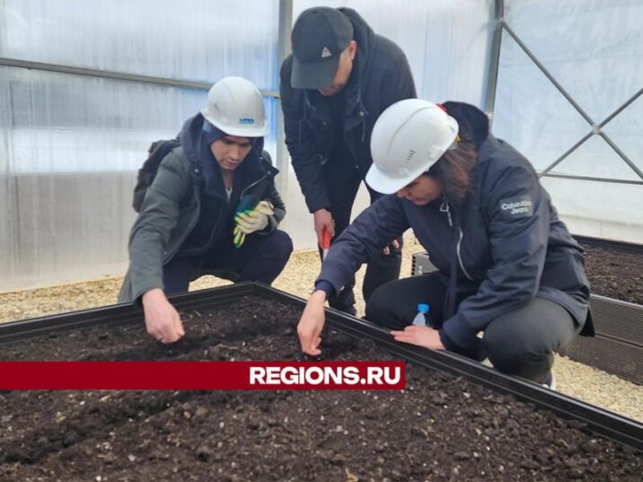 В Солнечногорске стартовал эксперимент по выращиванию растений в техногрунте новости Солнечногорска 