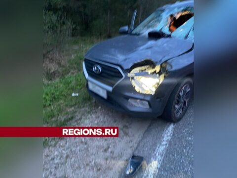Автомобиль из Калининграда сбил лося на лесной дороге вблизи Солнечногорска новости Солнечногорска 