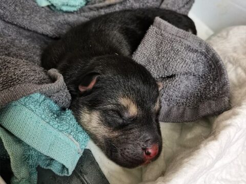 В пригороде Солнечногорска ищут хозяина для чудом выжившего на дороге новорожденного щенка новости Солнечногорска 