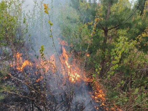 Жители Менделеево сами потушили пожар на лесополосе новости Солнечногорска 