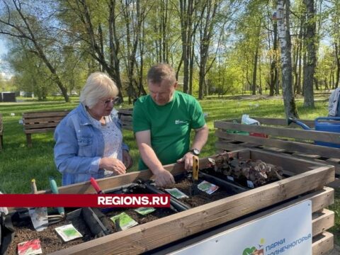 Жители Солнечногорска посадили овощи и цветы на общественном огороде в парке новости Солнечногорска 